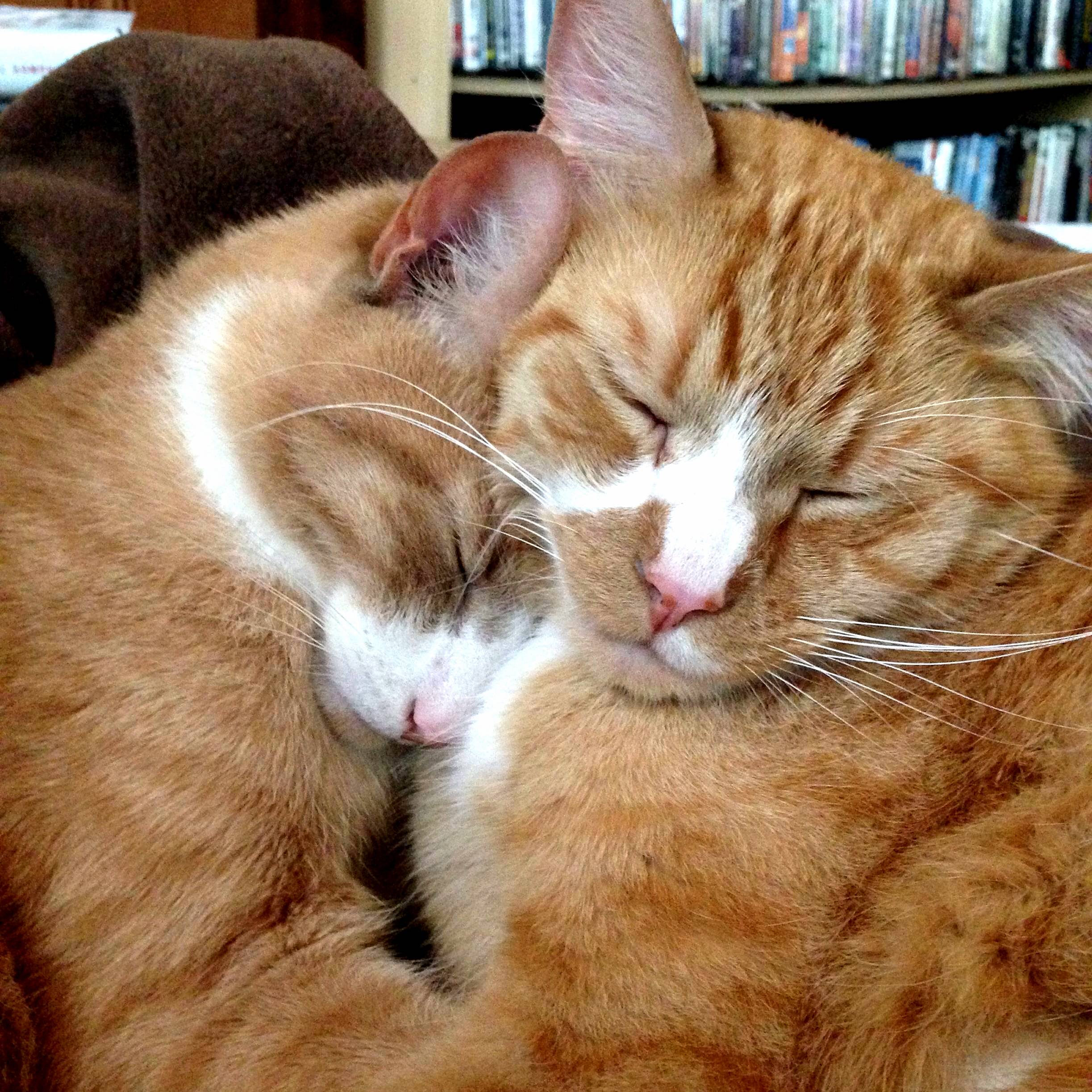 Brother cuddles.