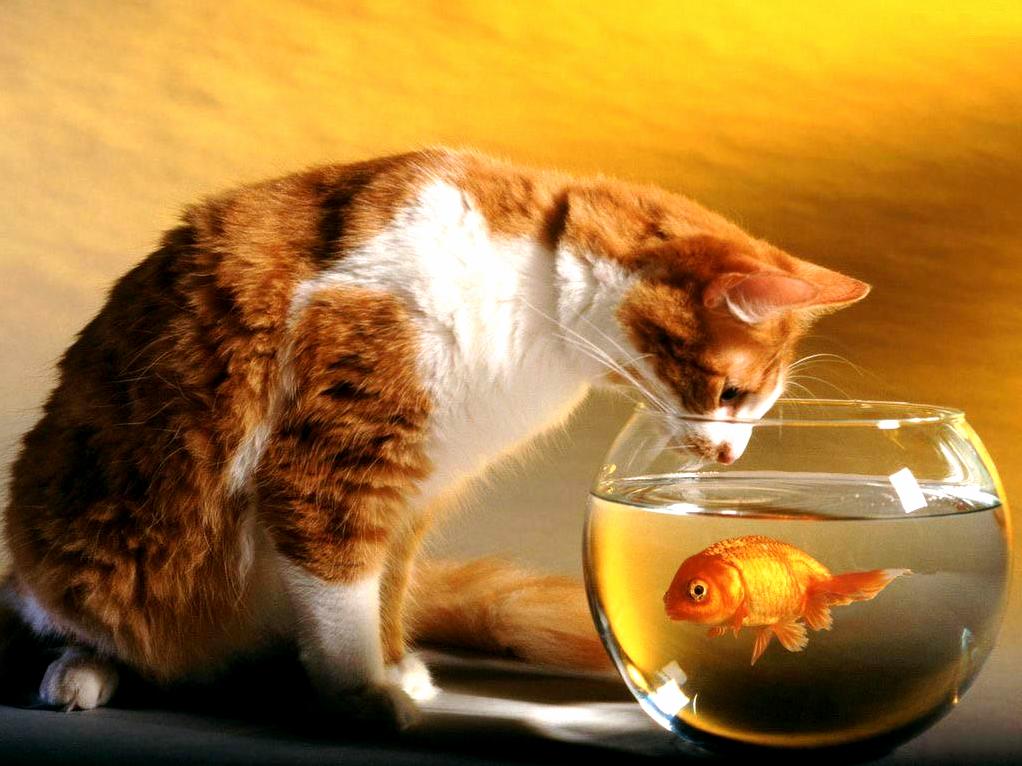 Cat gossip with gold fish