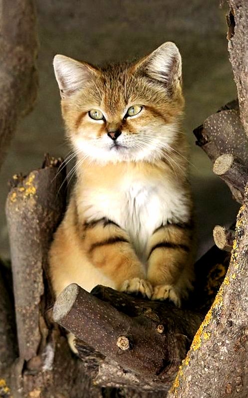 Desert kitten…
