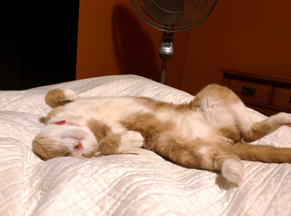 The Cat Has Hips Cute cats HQ Pictures of cute cats and kittens Free pictures of funny cats