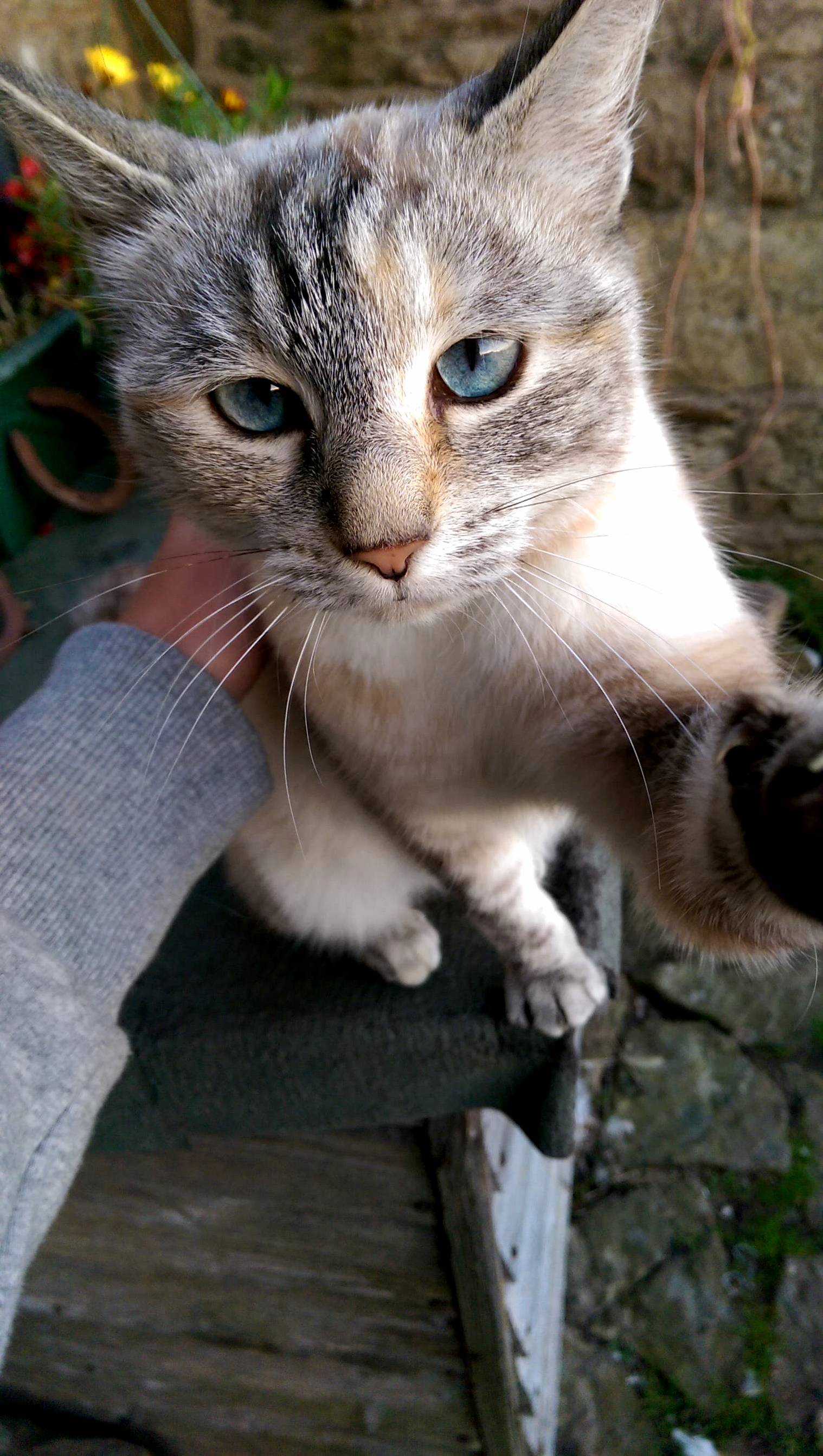 Found this puurrtty cat on a farm