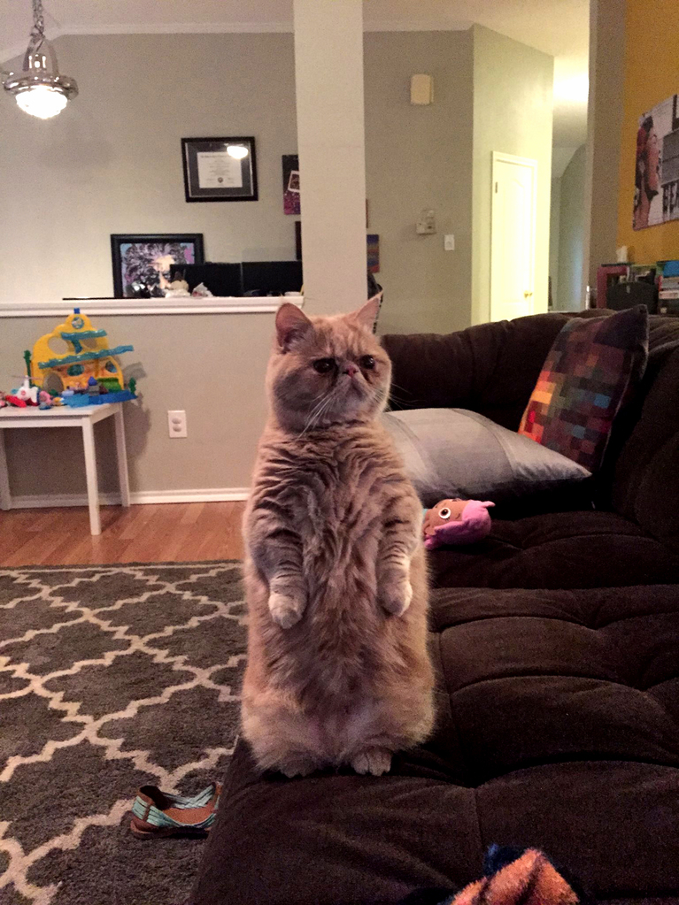 George is a cat that prefers to stand on 2 legs…