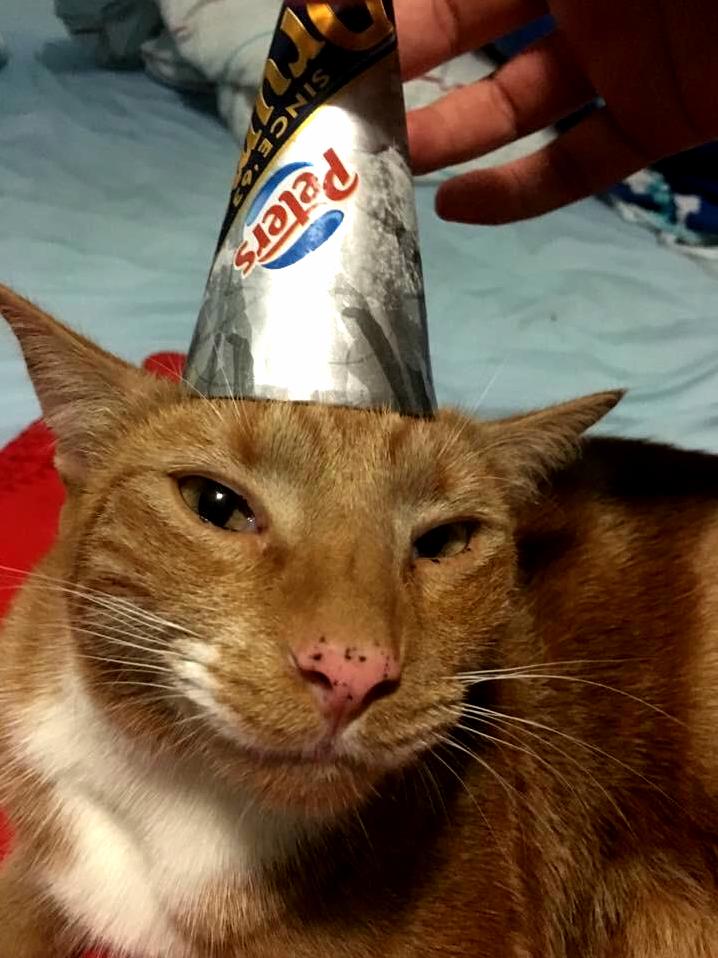 He is unimpressed with his ice cream cone hat