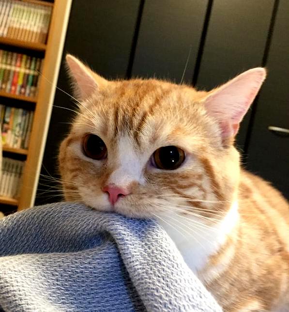 I has your blanket in my mouf