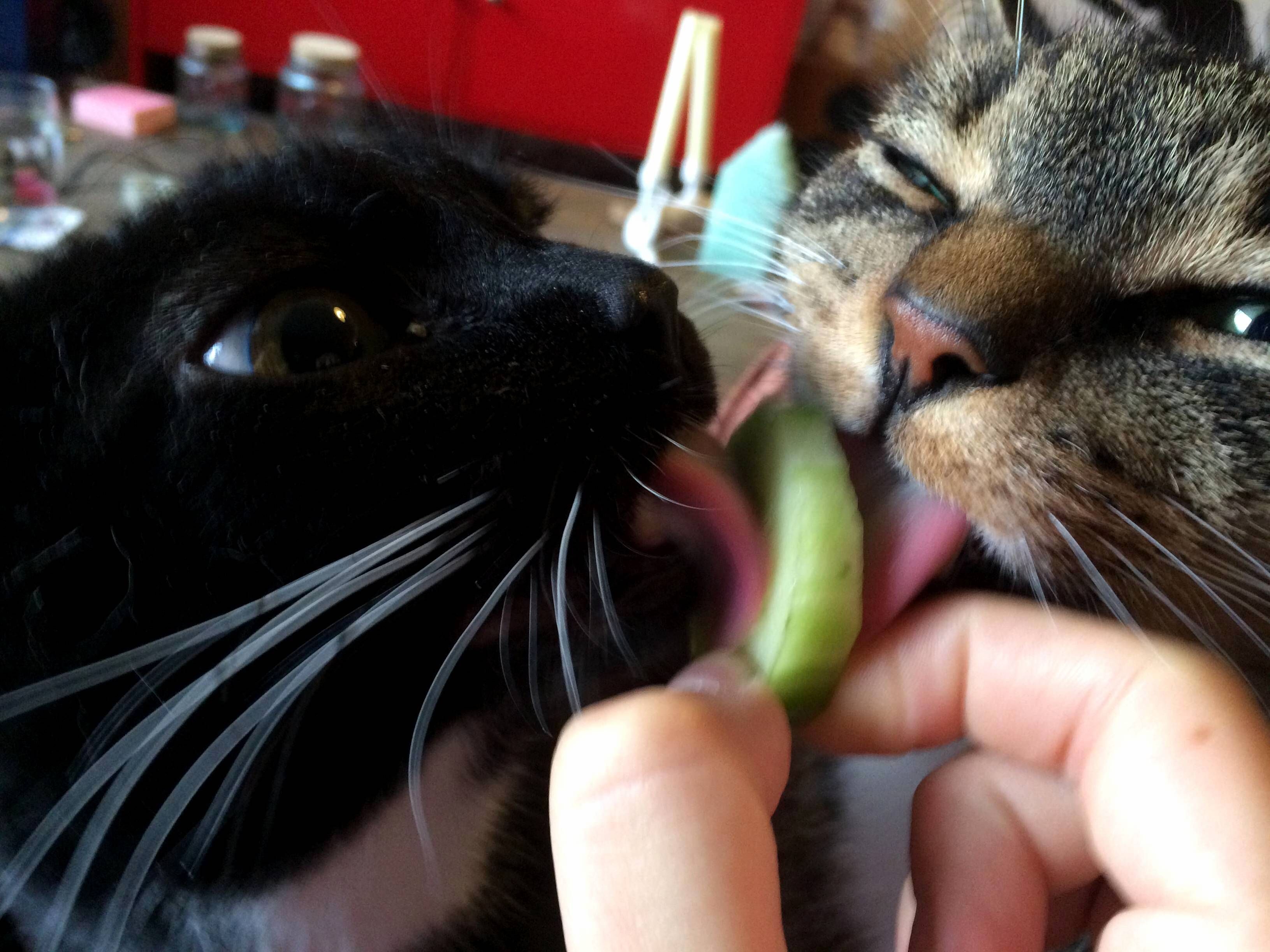 I never knew cats liked cucumber