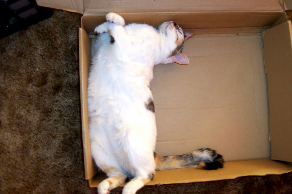 Lindt Chocolate Kitten. Cute cats HQ Pictures of cute cats and