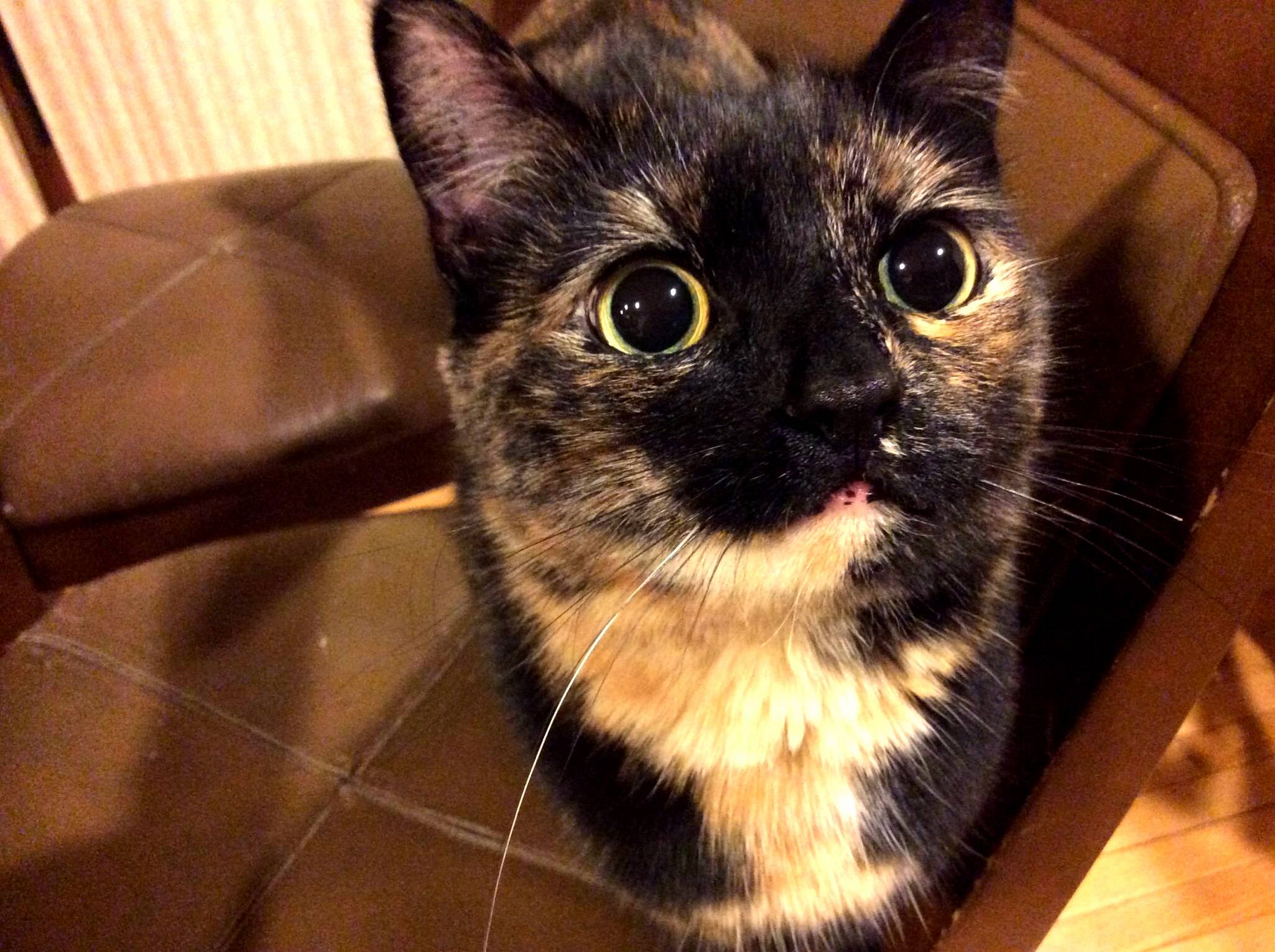 Indy looks cute until you try to pet her…