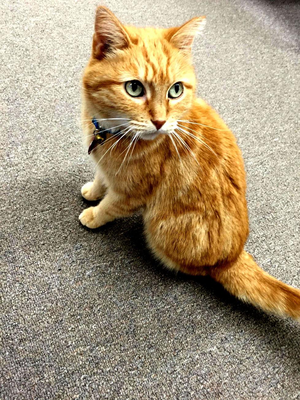 Meet bridget the 3-legged cat who lives at my moms office