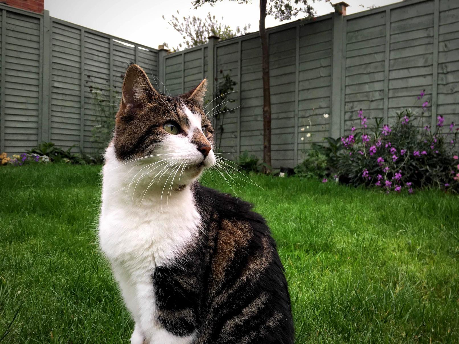 Mo update 3 – he was able to go out into the garden today but it could be one of his last days with us