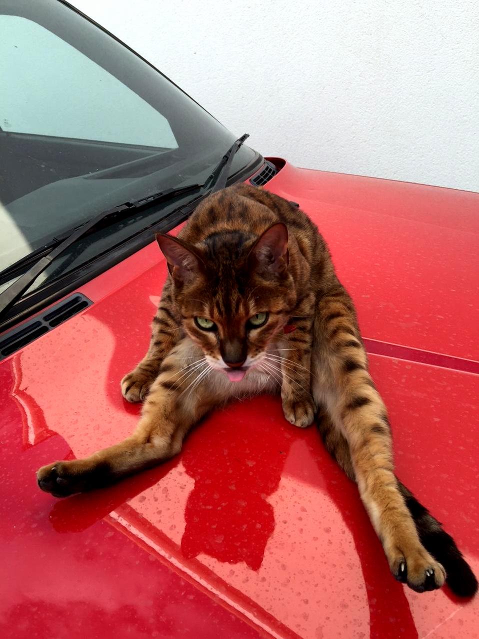 My boss interrupted this cat cleaning itself on his car…