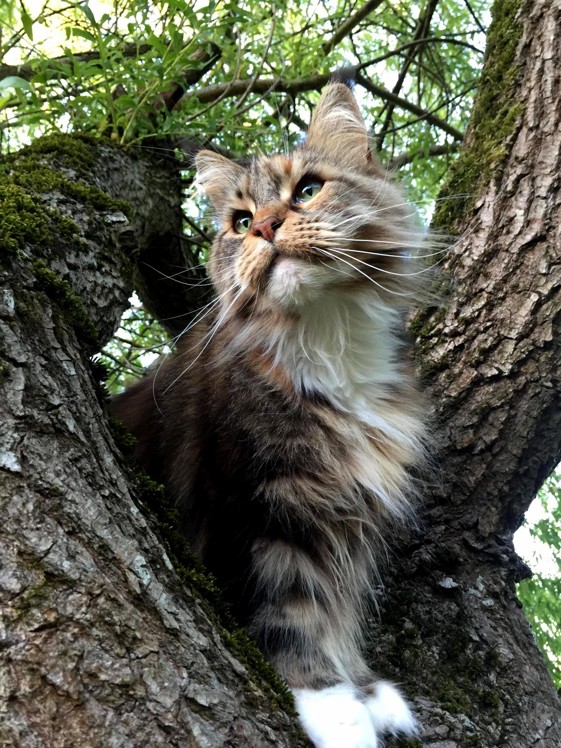 My cat Beatrice effortlessly photogenic maine coon fool that she is.