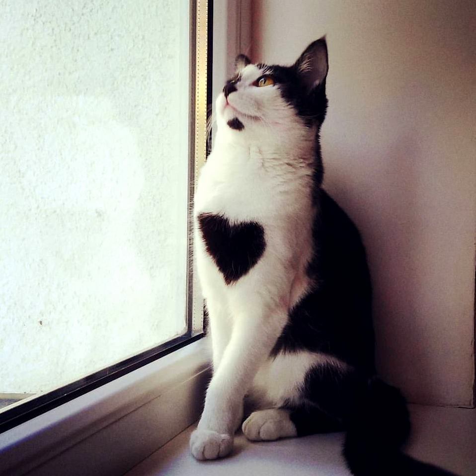 My cat has her heart in the right place