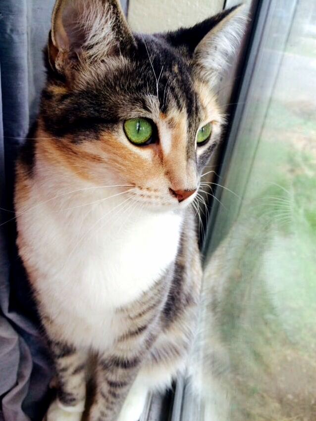 My cat is prettier than most humans