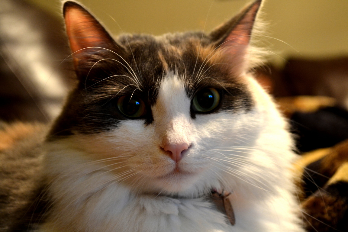My cat lucy snapped this while learning how to use my dslr. she seems freaked out…