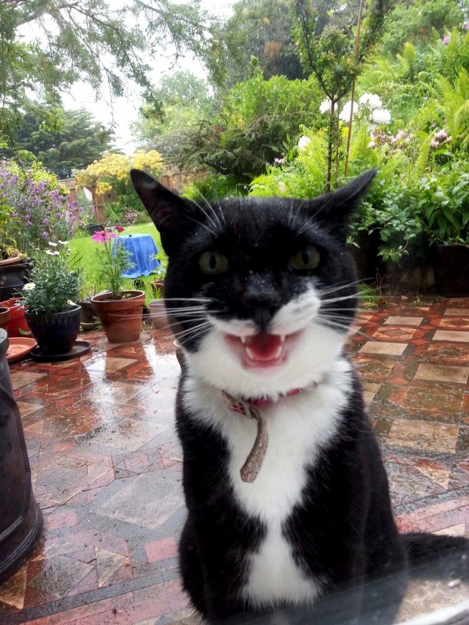 My cats face when he realised i was going to take a photo of him through the window before letting him come inside from the rain.