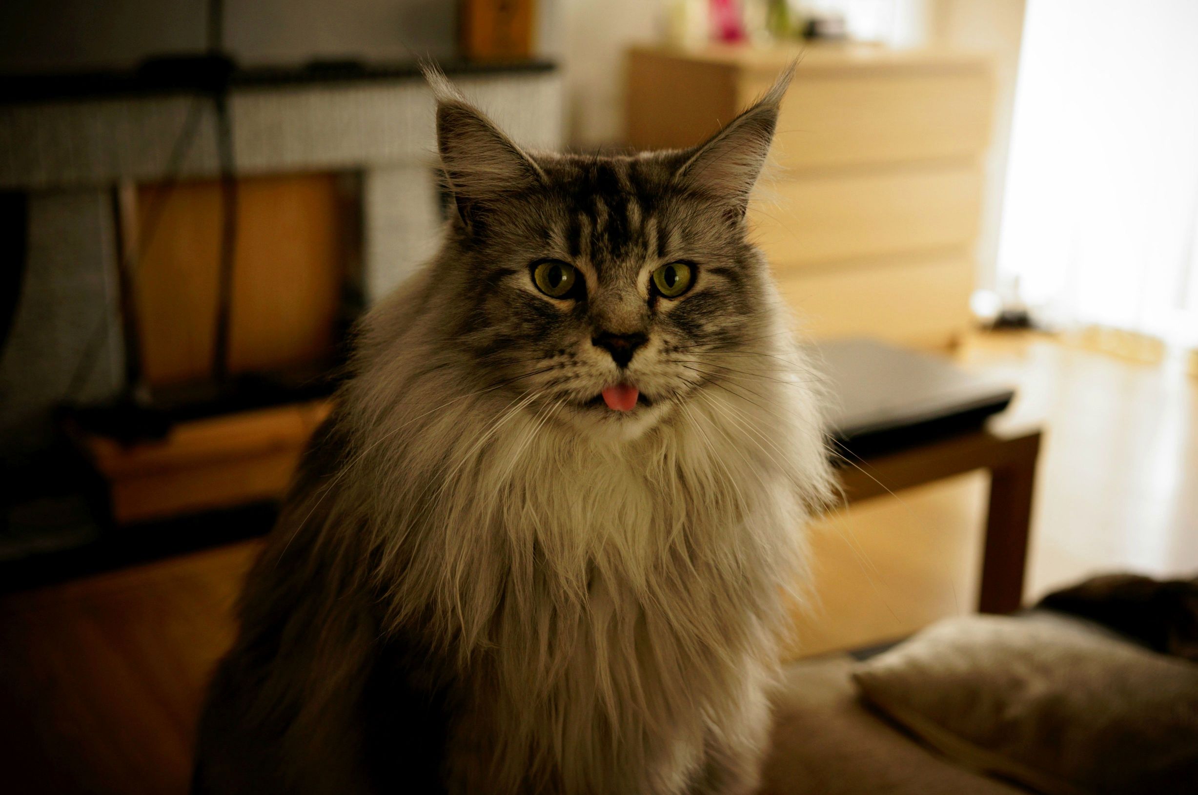 My derpy and adorable maine coon zoom for kitty pleasure