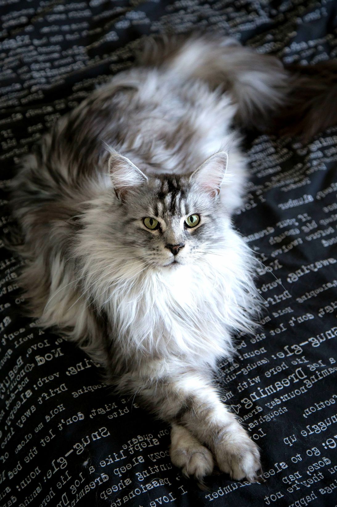 My maine coon model lluan