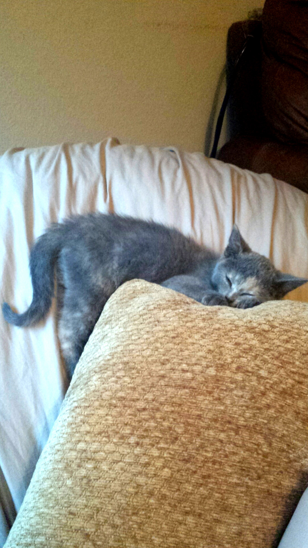 My new kitten athena all tuckered out