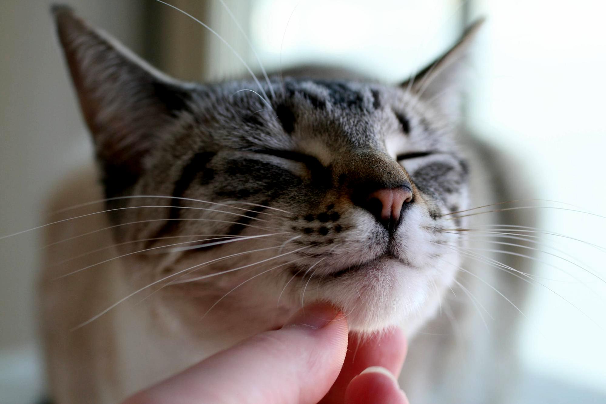 Nothing makes lyra purr like a good chin scratch.