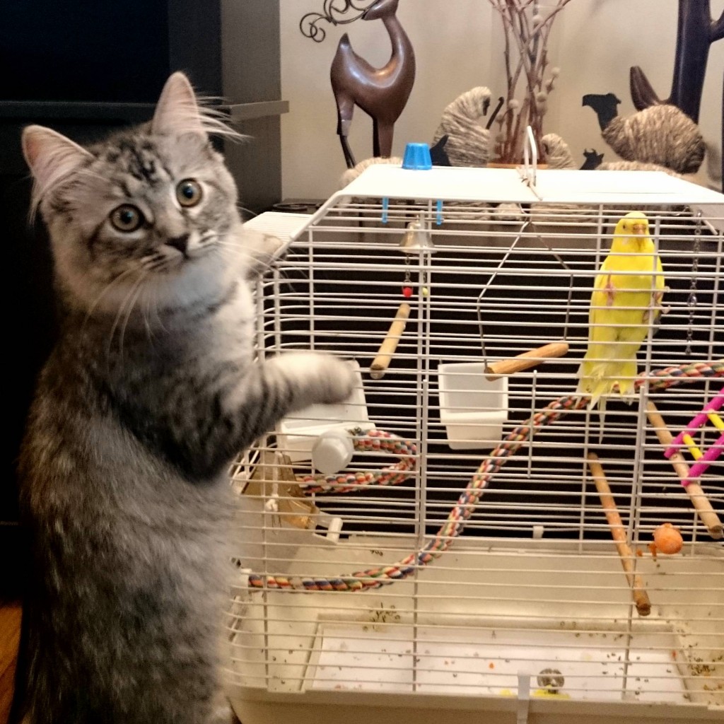 Bettr watch out u… i am cat Cute cats HQ Pictures of cute cats and