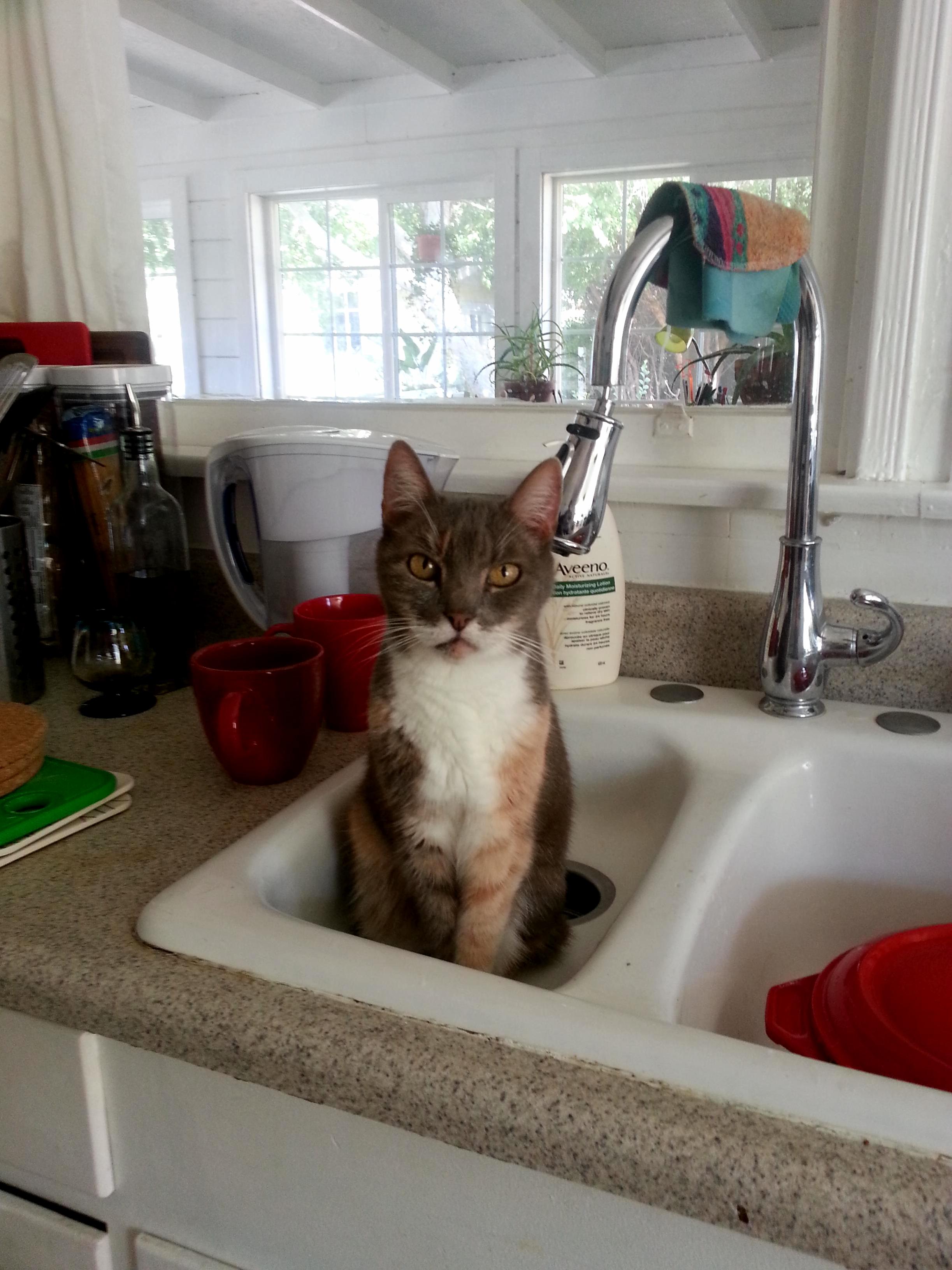 She likes the sink.