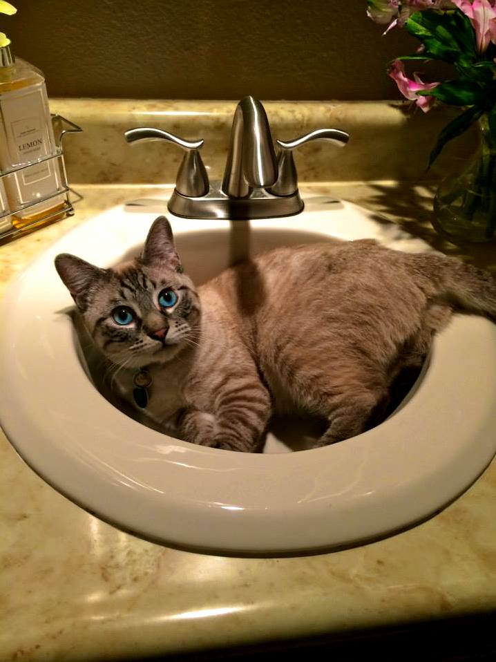 Sink cat doing sink cat things