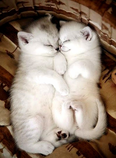 Snuggling and cuddling