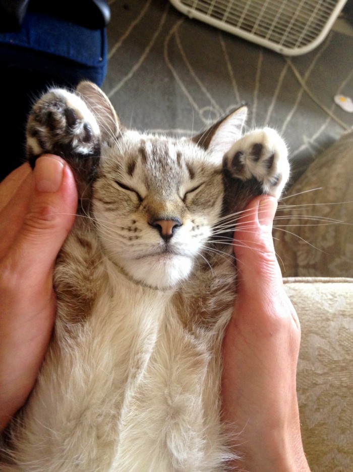 HalfBlack HalfTabby Chimera Cat Cute cats HQ Pictures of cute