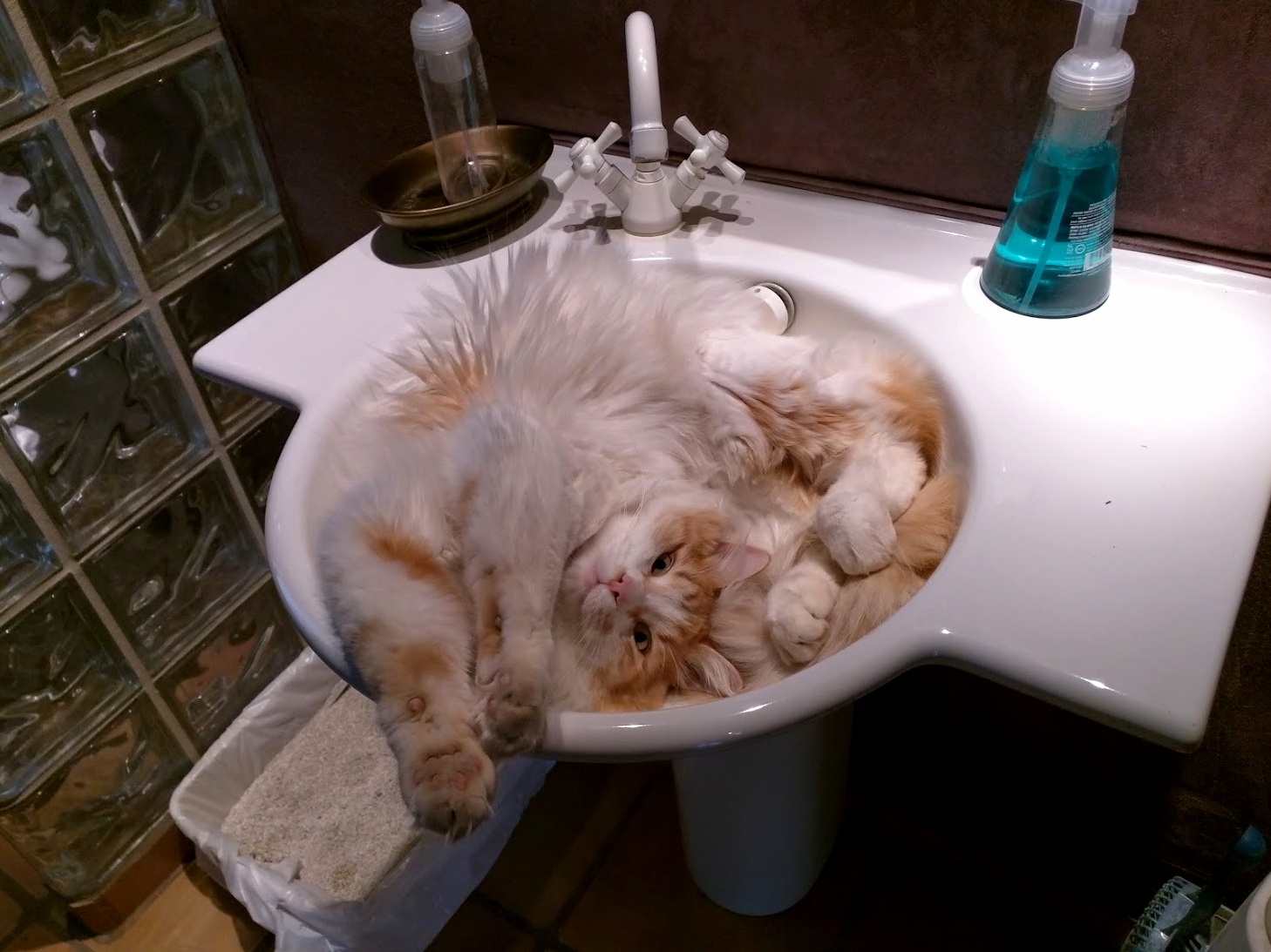 Sunday morning… too early to get out of the sink just yet…