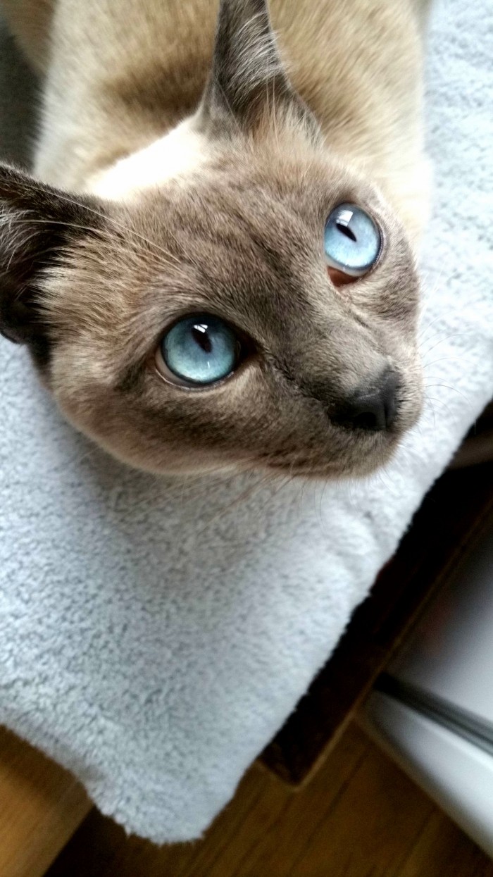 What kind of cat do i have Cute cats HQ Pictures of cute cats and