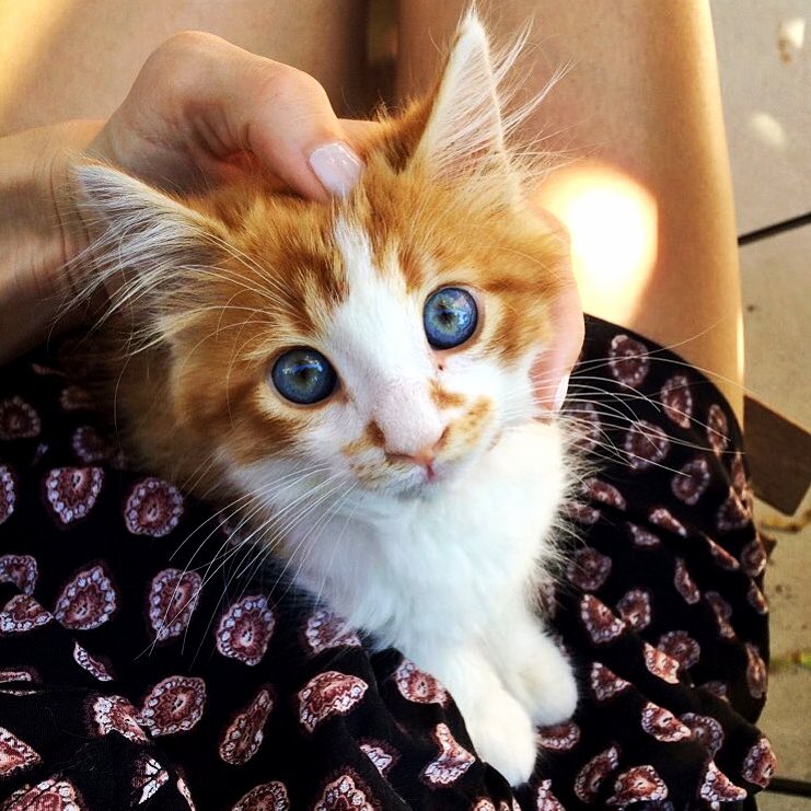 This cat has amazing eyes.