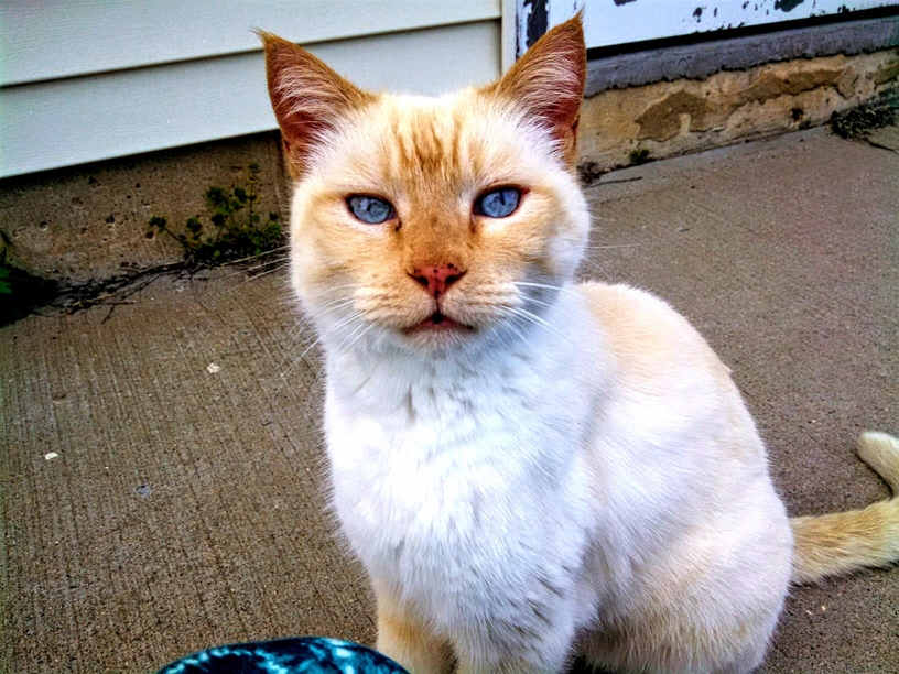 This freckle-nosed fella shows up at our door every couple of weeks to ask for pets.