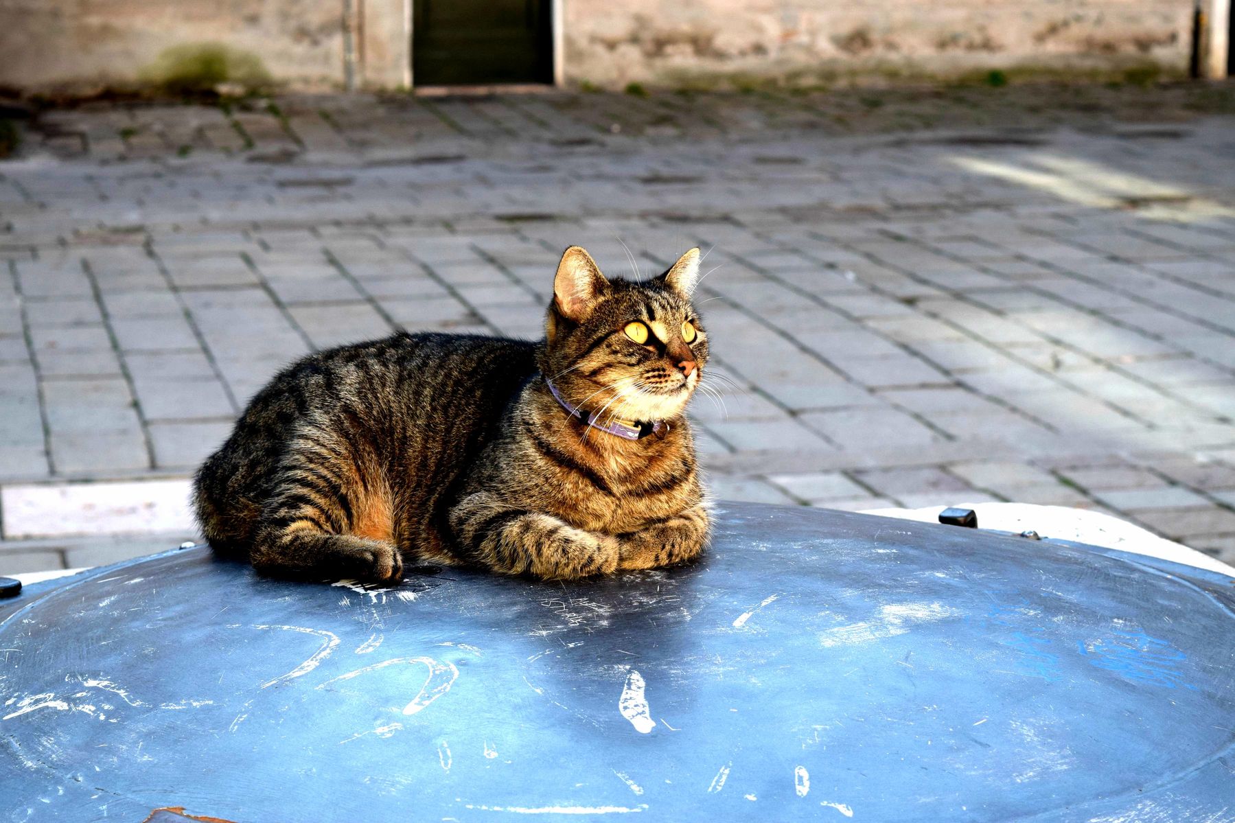 This inscrutable venetian cat we encountered.