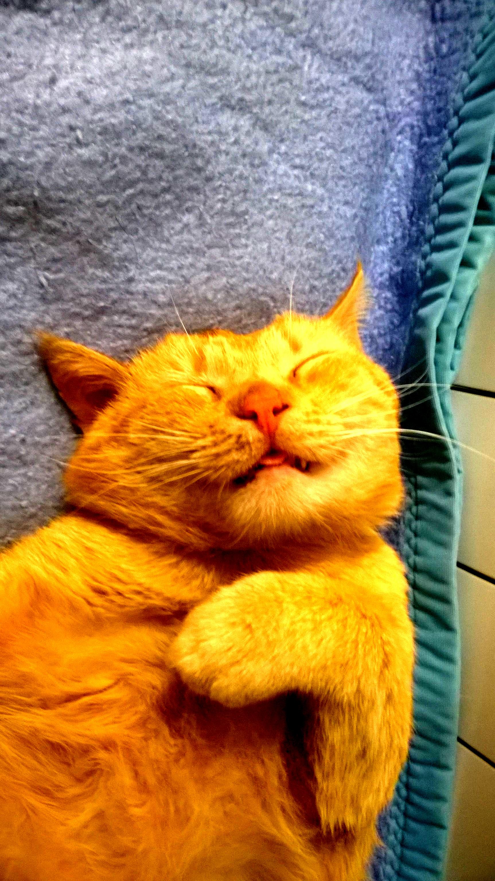 This is how my cat looks like when he sleeps