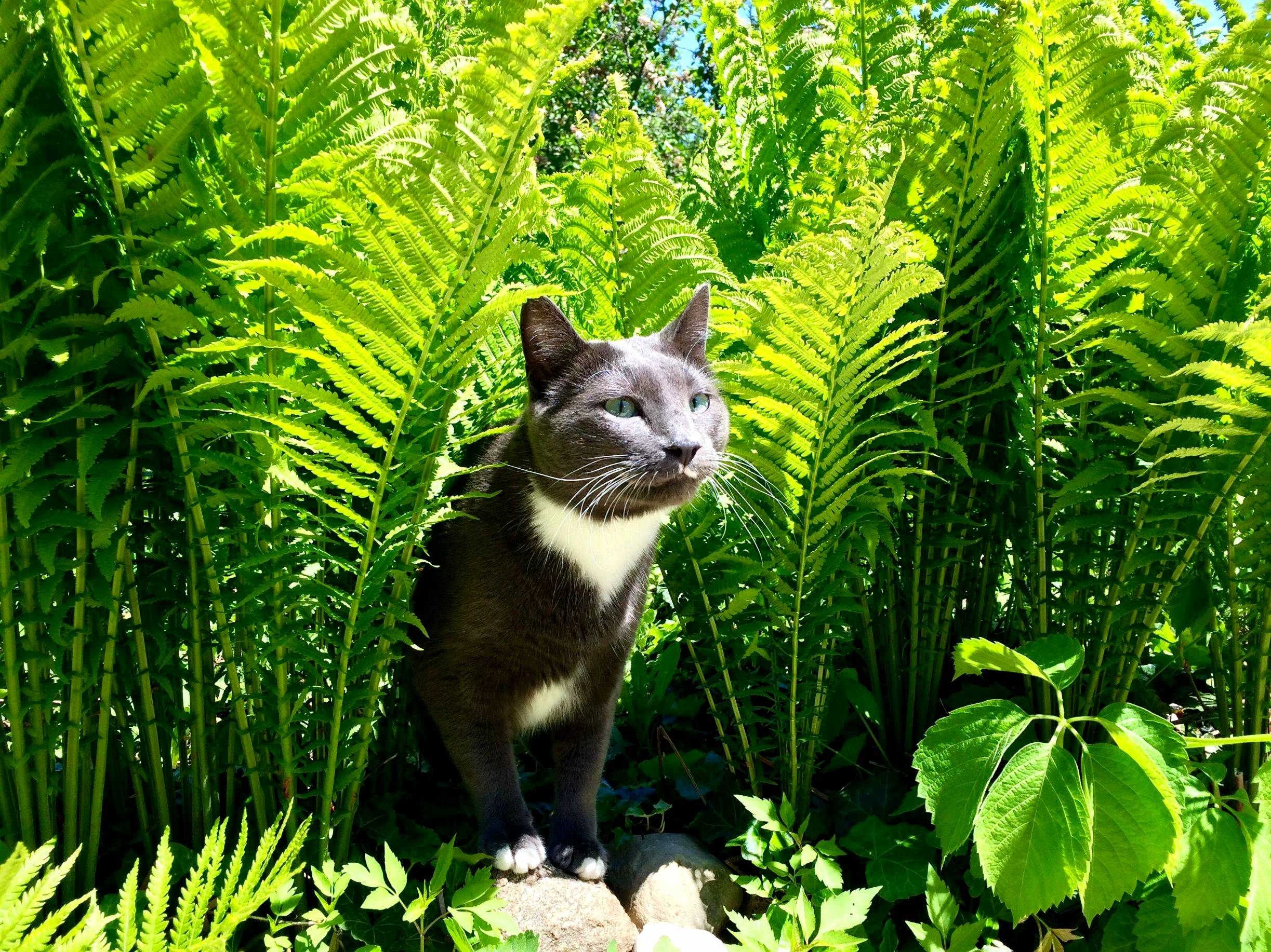 This is my cat bruce exploring the outdoors for the first time.