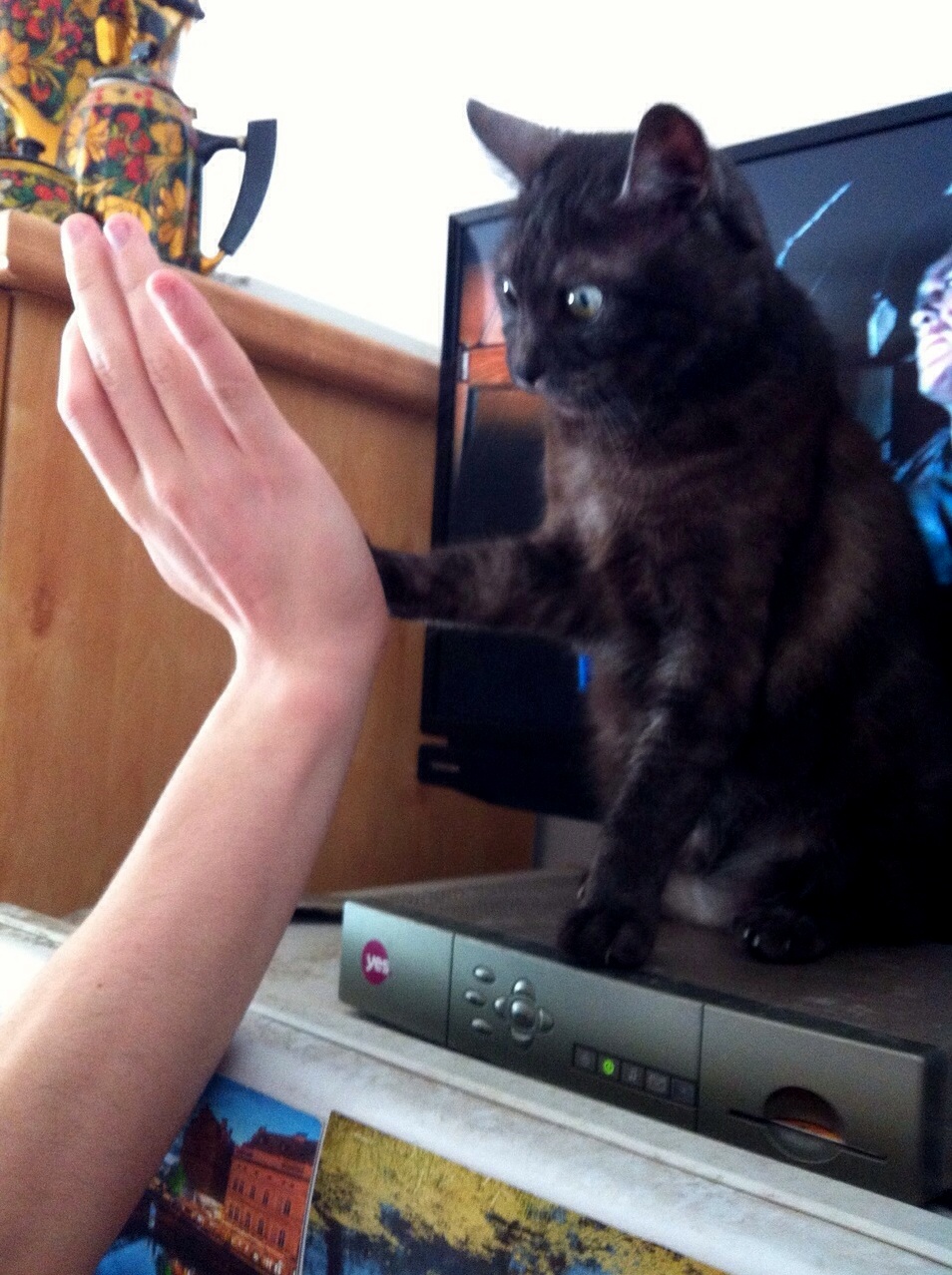 Trying to teach my cat to high five so far so good