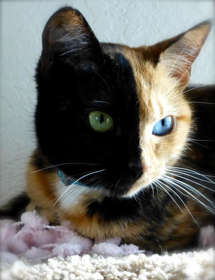 Two-face cat