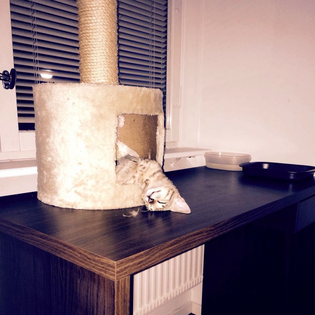 just hanging out in a pile of clothes. Cute cats HQ Pictures of