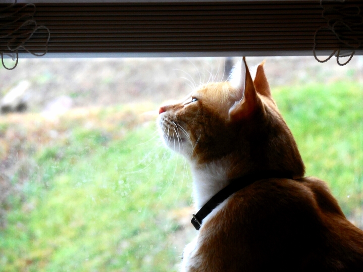 Angus was having a reflective moment at the window