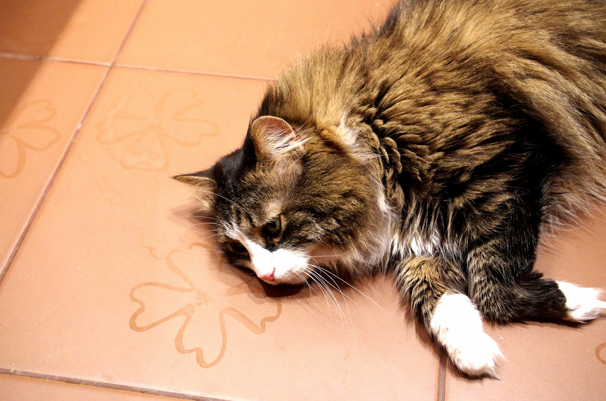 I found my cat lying on the bathroom floor. she must be enjoying the heated floor.