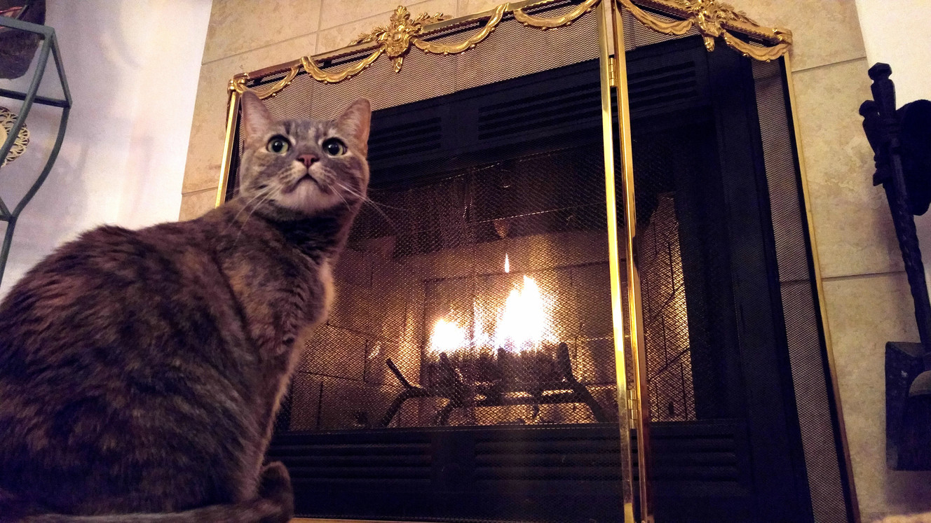 Kitty has discovered fire and she loves it.