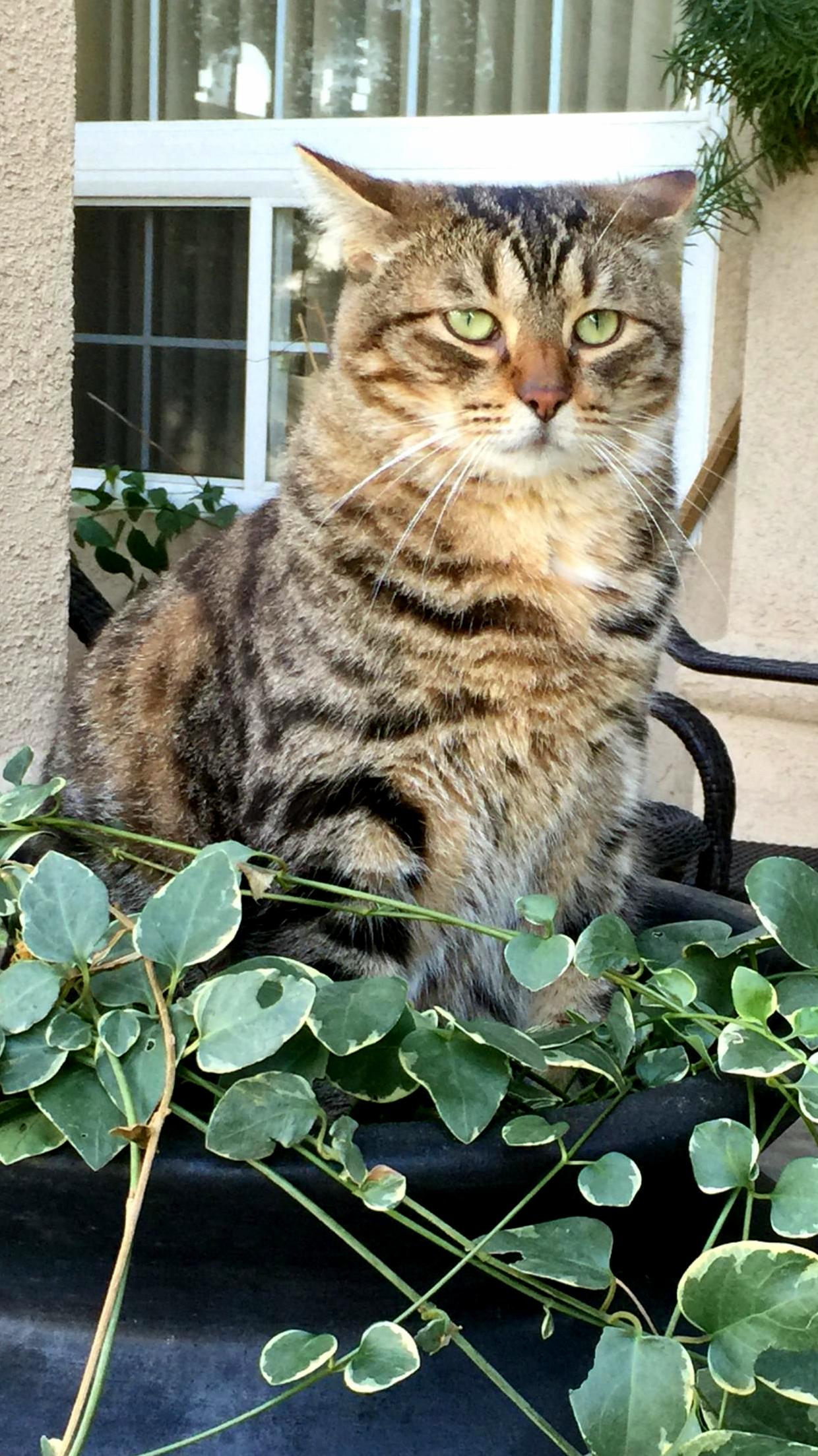 My cat surveying his kingdom from a potted plant.