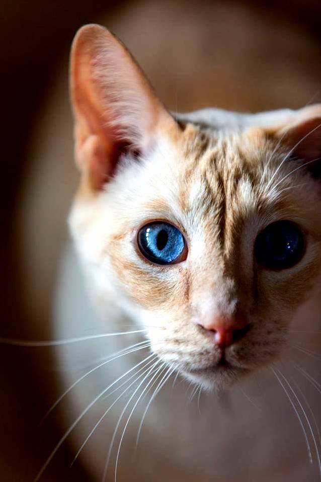 My girlfriends cat has the most incredible eyes