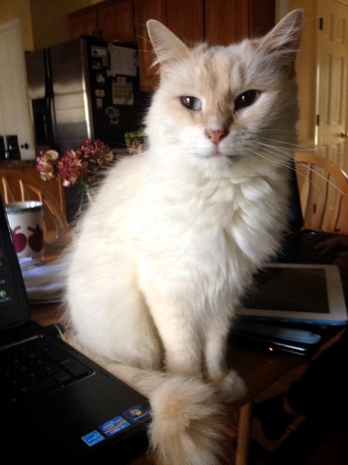 My white fluffball passed this morning. her name was halle berry.