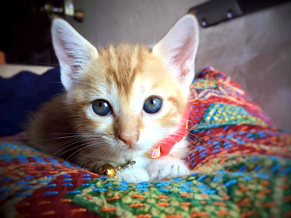 This is obi juan kenobi my new kitten. the ears are strong in this one.