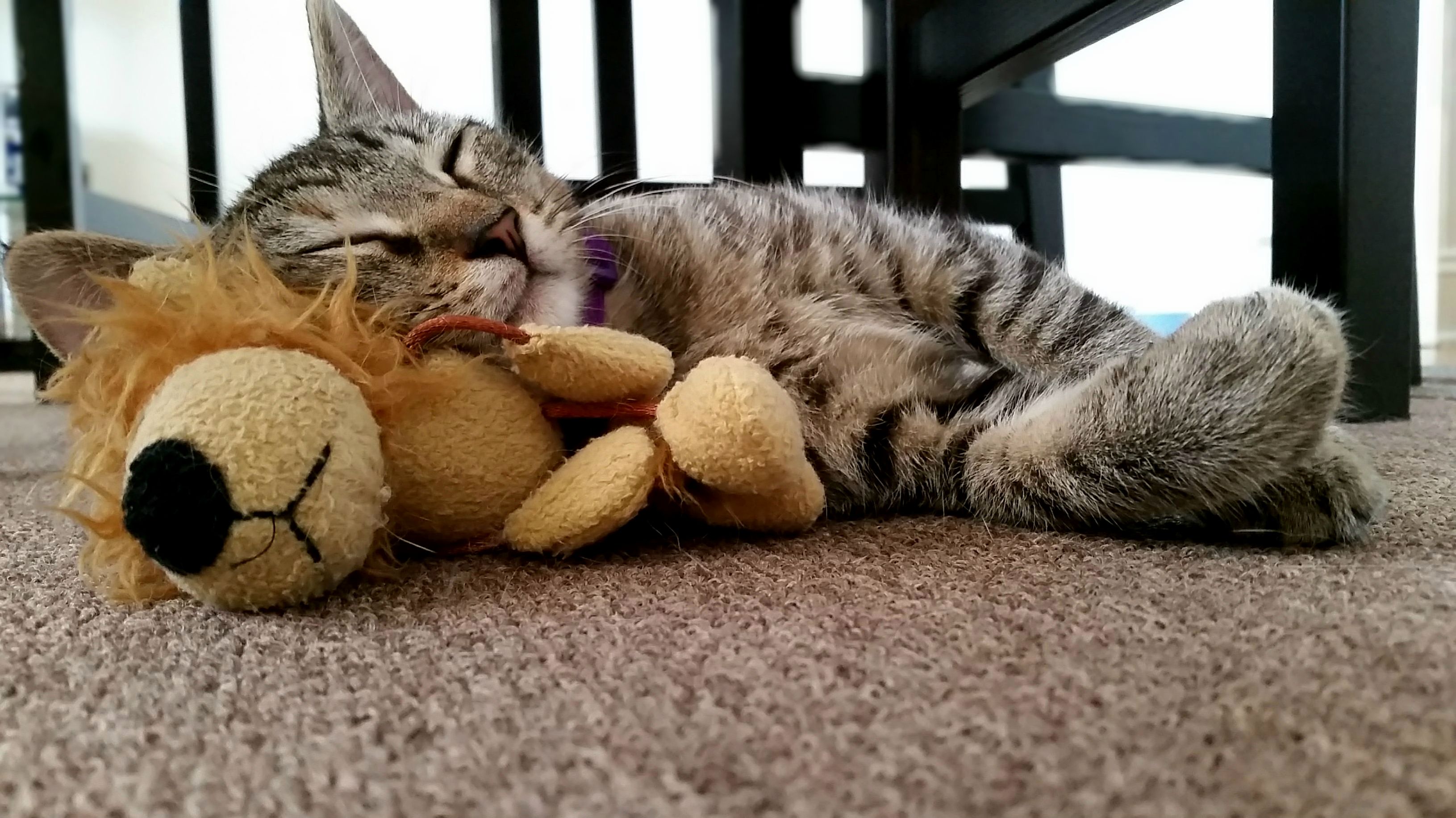 Zoe and her lion