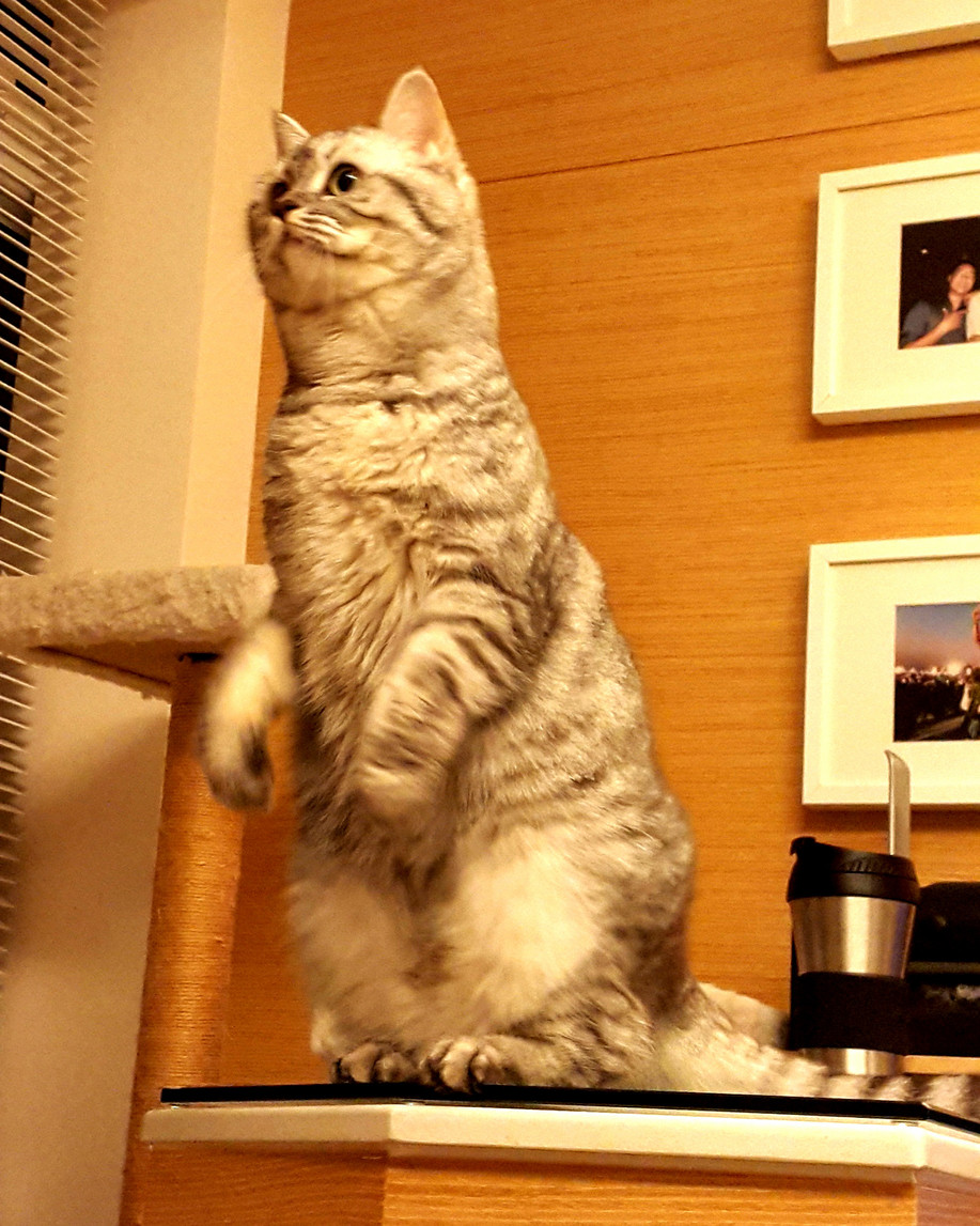 Cat standing up