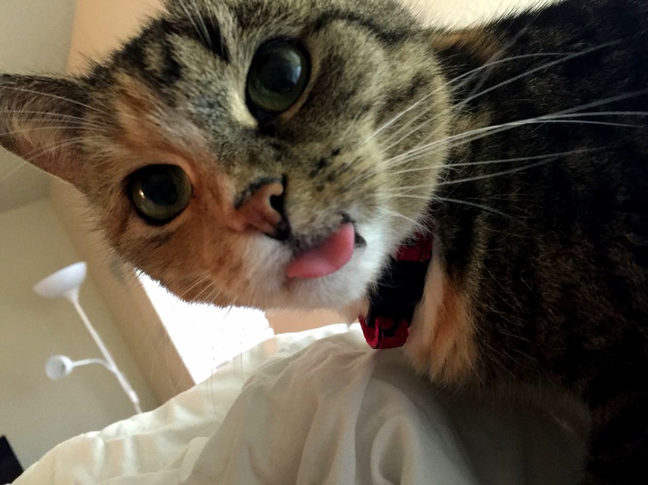 Does anyone elses cat stick their tongue out