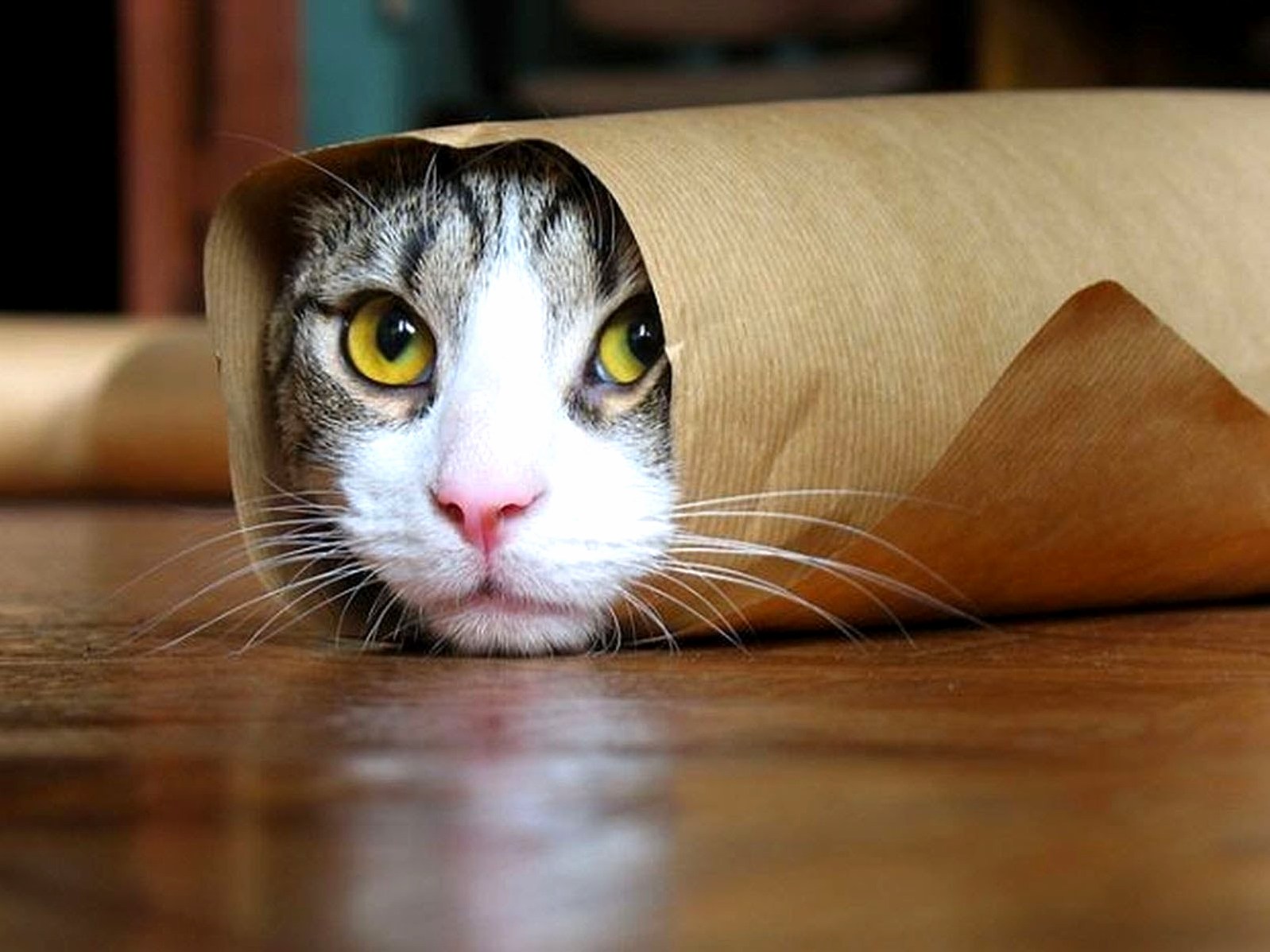 Funny cat try to hide in paper