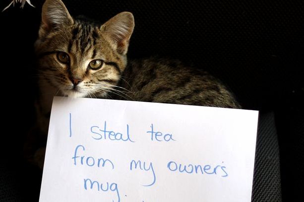 I steal tea from my owners mug